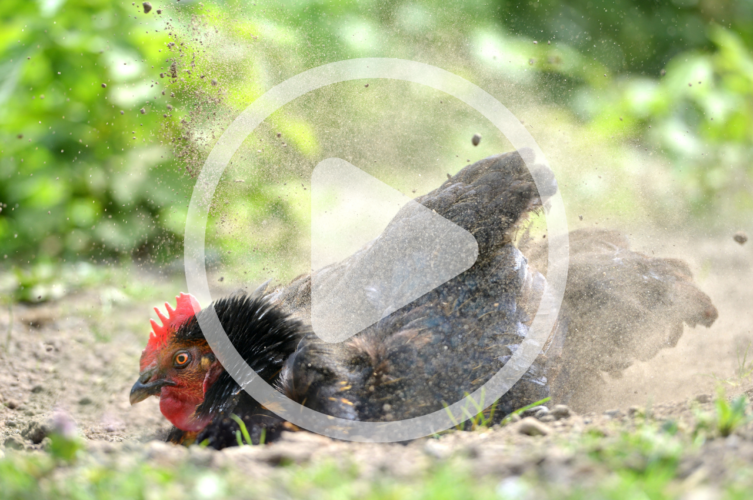 Preventing Spring Poultry Illness Audio Article and Discussion Image